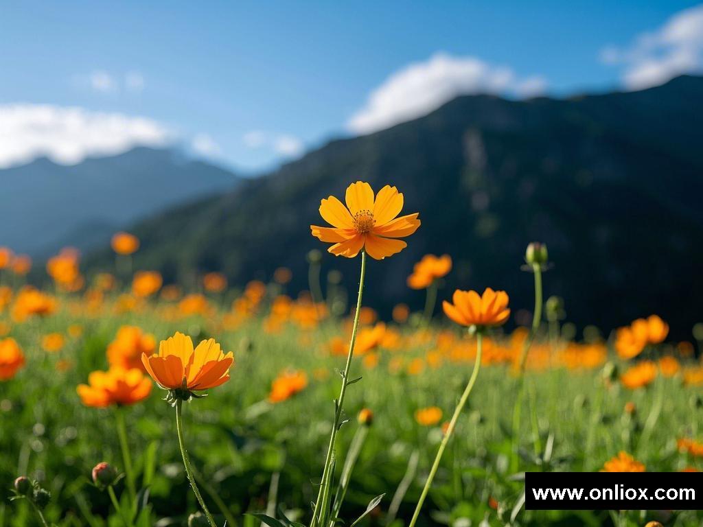 花之韵里的别样情愫